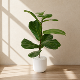 Ficus Lyrata (Fiddle Leaf Fig 琴叶榕) in Ceramic Pot