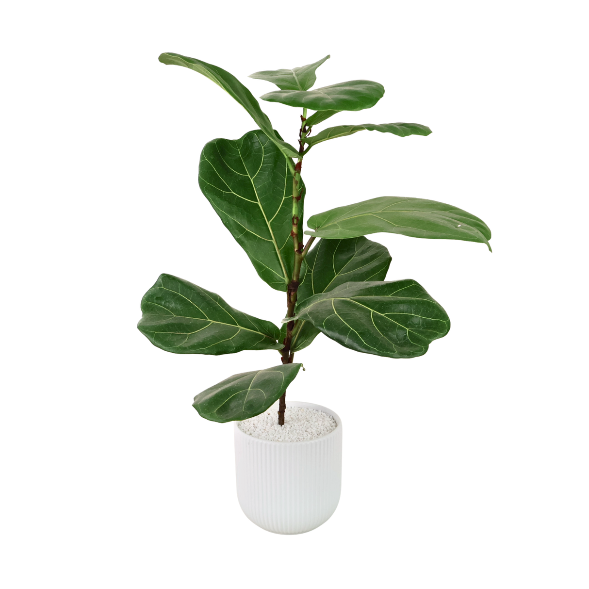 Ficus Lyrata (Fiddle Leaf Fig 琴叶榕) in Ceramic Pot