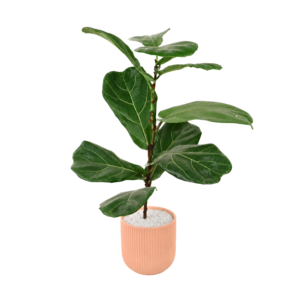 Ficus Lyrata (Fiddle Leaf Fig 琴叶榕) in Ceramic Pot