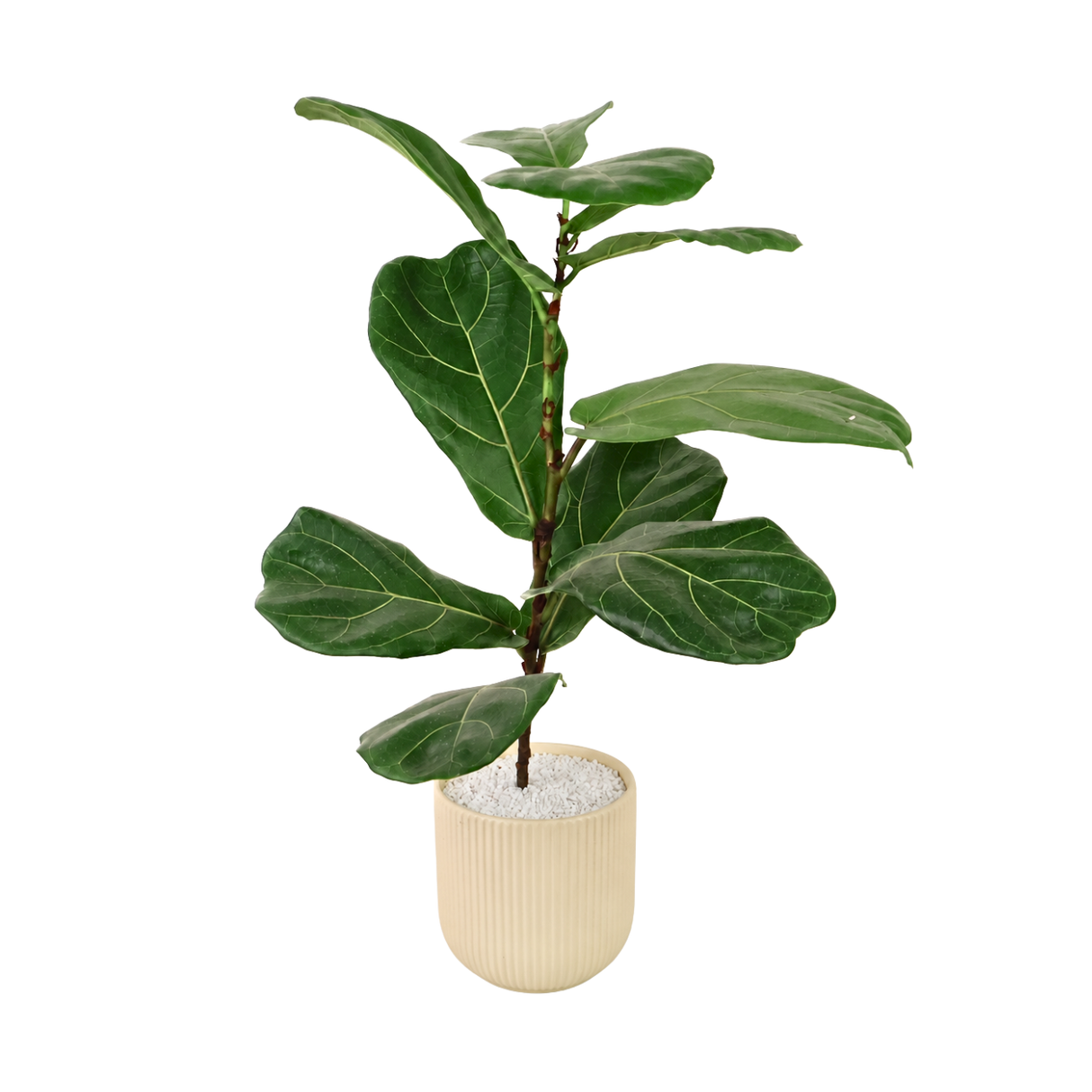 Ficus Lyrata (Fiddle Leaf Fig 琴叶榕) in Ceramic Pot