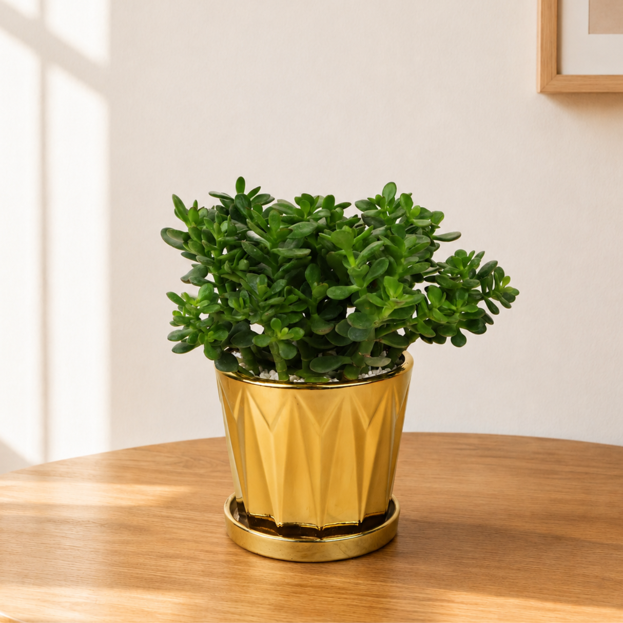 Jade Plant (Crassula 翡翠木) in Ceramic Pot