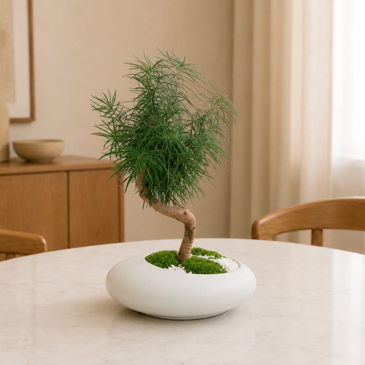 Pseudolarix Amabilis (Golden Larch 金钱松) in Ceramic Pot