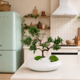 Chinese Juniper Bonsai in Ceramic Pot