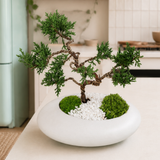 Chinese Juniper Bonsai in Ceramic Pot