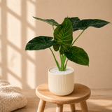 Alocasia (Elephant Ear 海芋) in Ceramic Pot