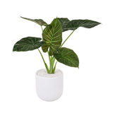 Alocasia (Elephant Ear 海芋) in Ceramic Pot