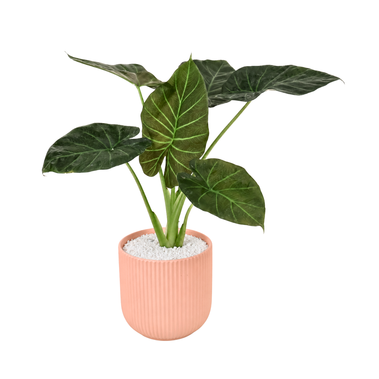 Alocasia (Elephant Ear 海芋) in Ceramic Pot