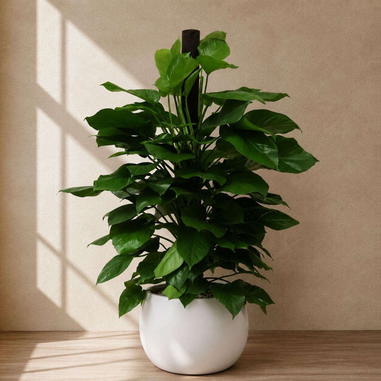 Money Plant (Golden Pothos) in Ceramic Pot (140cm)