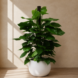 Money Plant (Golden Pothos) in Ceramic Pot (140cm)