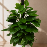 Money Plant (Golden Pothos) in Ceramic Pot (140cm)