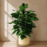 Money Plant (Golden Pothos) in Ceramic Pot (140cm)