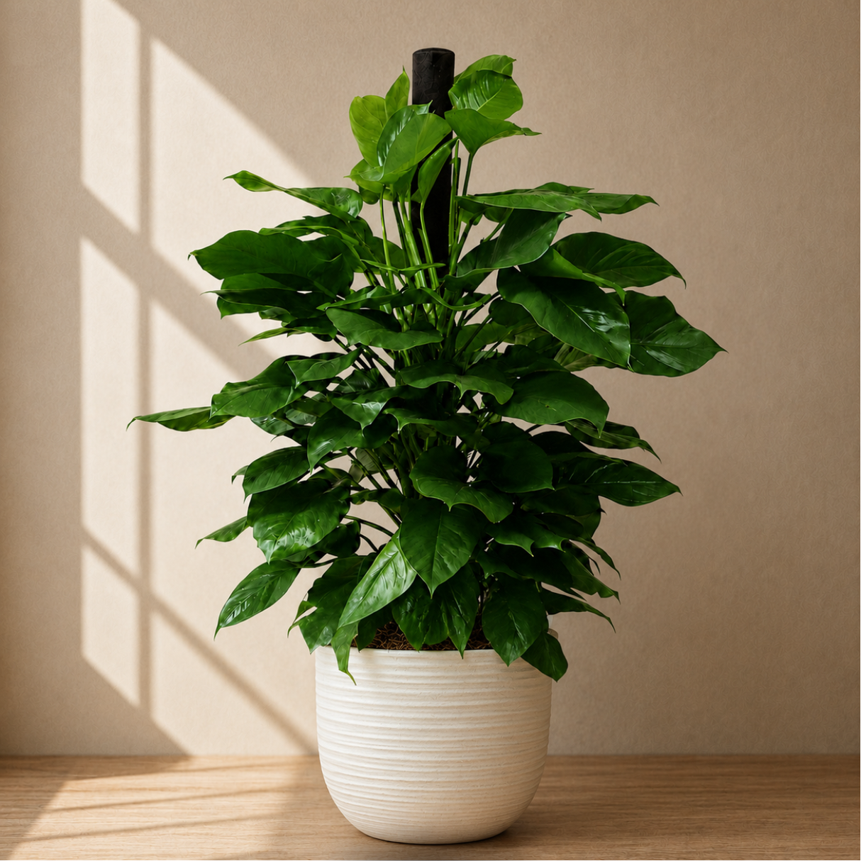 Money Plant (Golden Pothos) in Ceramic Pot (140cm)
