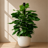 Money Plant (Golden Pothos) in Ceramic Pot (140cm)