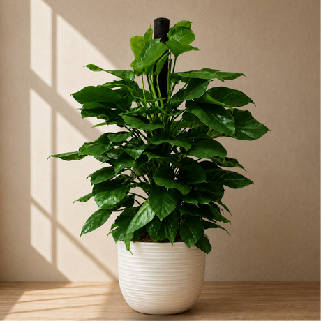 Money Plant (Golden Pothos) in Ceramic Pot (140cm)