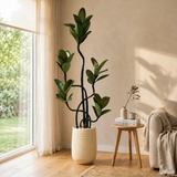 Ficus Elastica (Rubber Plant) in Ceramic Pot