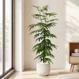 Everfresh Tree in Ceramic Pot (160cm)