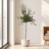 Olive Tree (Olea Europaea 油橄榄) in Ceramic Pot (190cm)