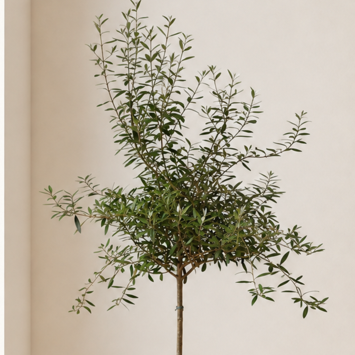 Olive Tree (Olea Europaea 油橄榄) in Ceramic Pot (190cm)