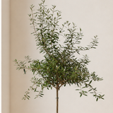 Olive Tree (Olea Europaea 油橄榄) in Ceramic Pot (190cm)