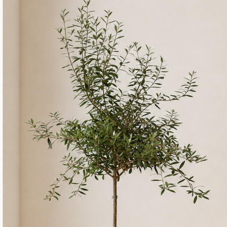 Olive Tree (Olea Europaea 油橄榄) in Ceramic Pot (190cm)