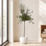 Olive Tree (Olea Europaea 油橄榄) in Ceramic Pot (190cm)