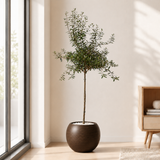 Olive Tree (Olea Europaea 油橄榄) in Ceramic Pot (190cm)