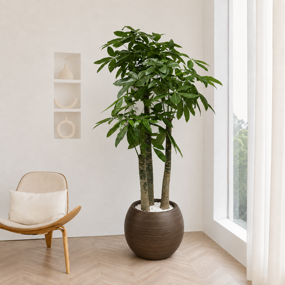 Pachira Aquatica (Money Tree 发财树) in Ceramic Pot (190cm)