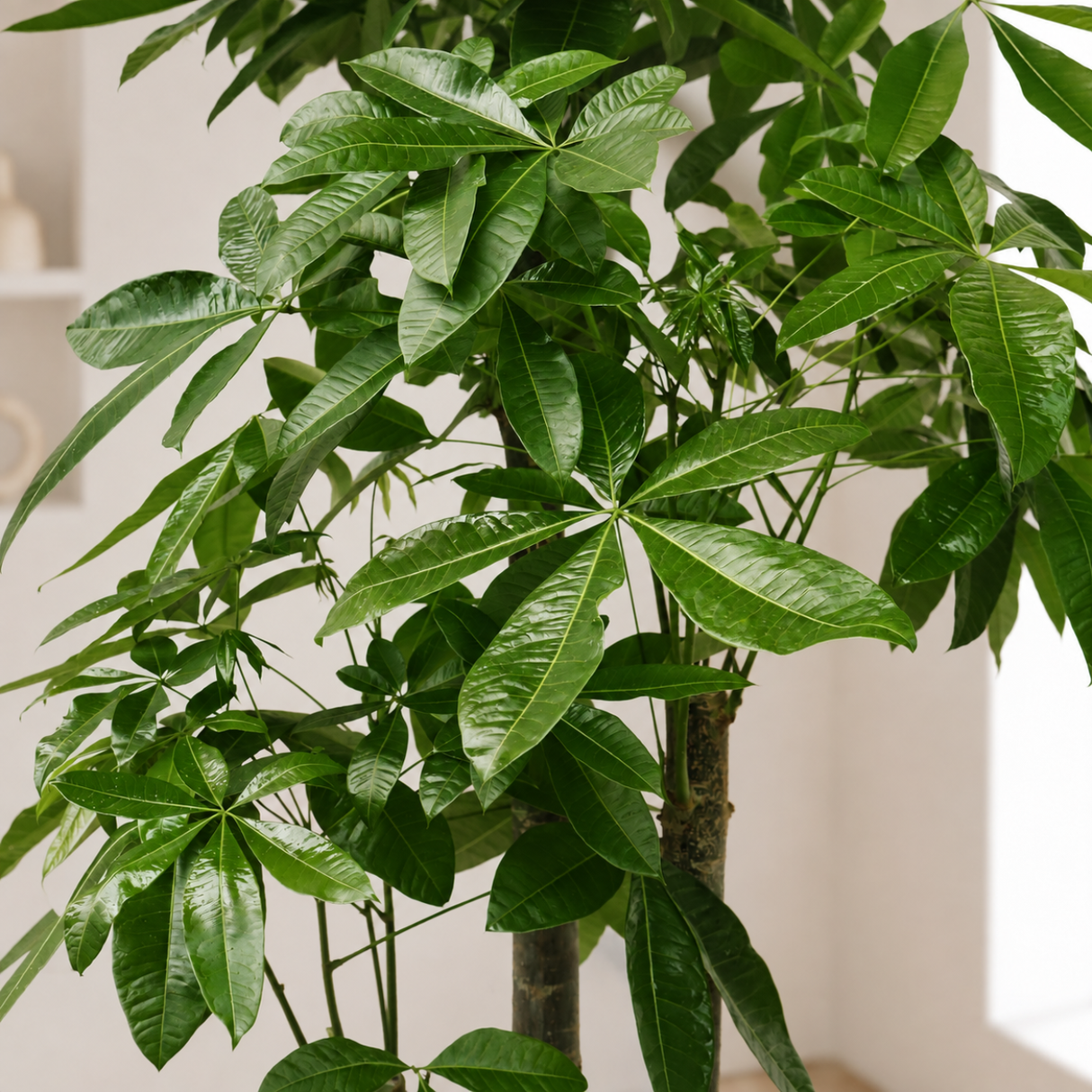 Pachira Aquatica (Money Tree 发财树) in Ceramic Pot (190cm)