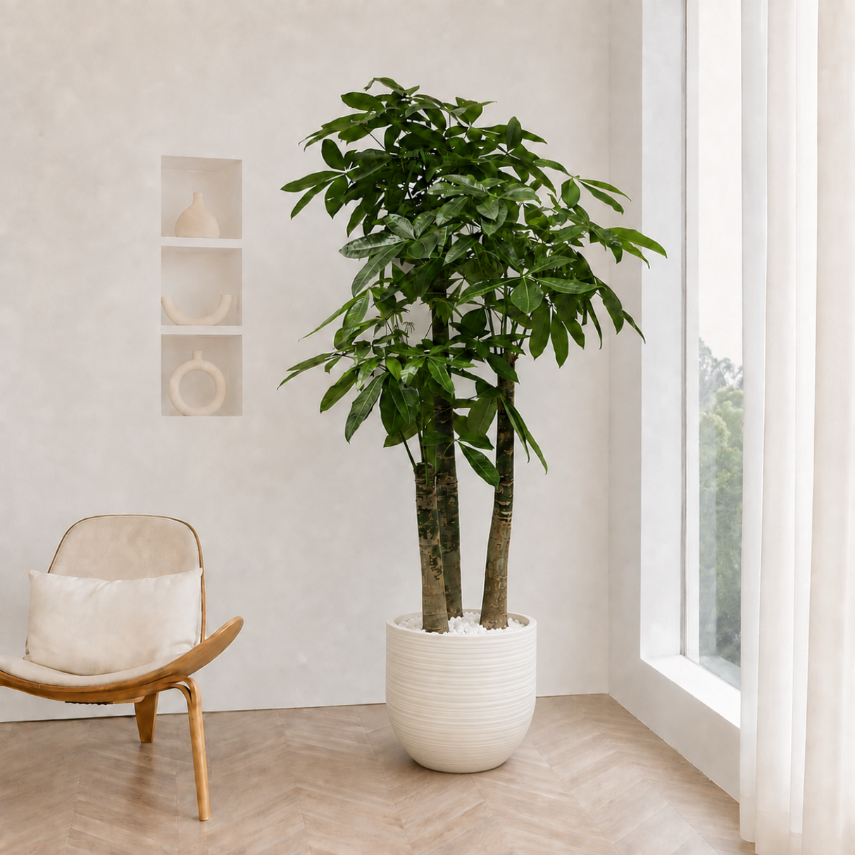 Pachira Aquatica (Money Tree 发财树) in Ceramic Pot (190cm)