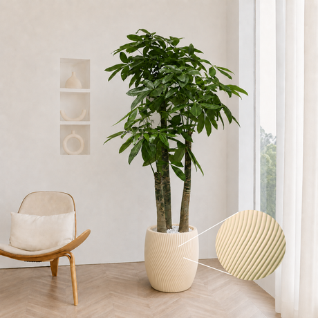 Pachira Aquatica (Money Tree 发财树) in Ceramic Pot (190cm)
