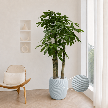 Pachira Aquatica (Money Tree 发财树) in Ceramic Pot (190cm)