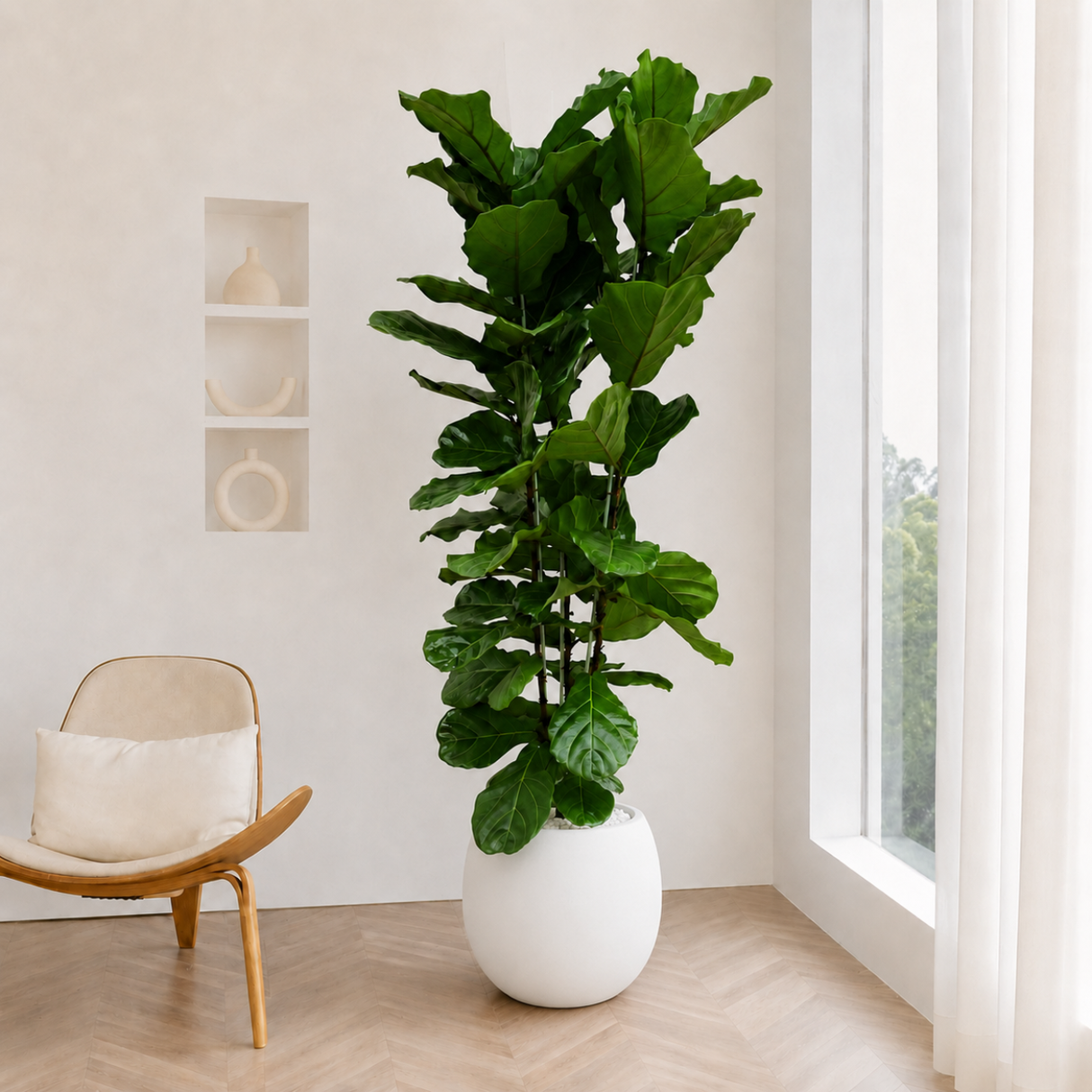 Ficus Lyrata (Fiddle Leaf Fig 琴叶榕) in Ceramic Pot (200cm)
