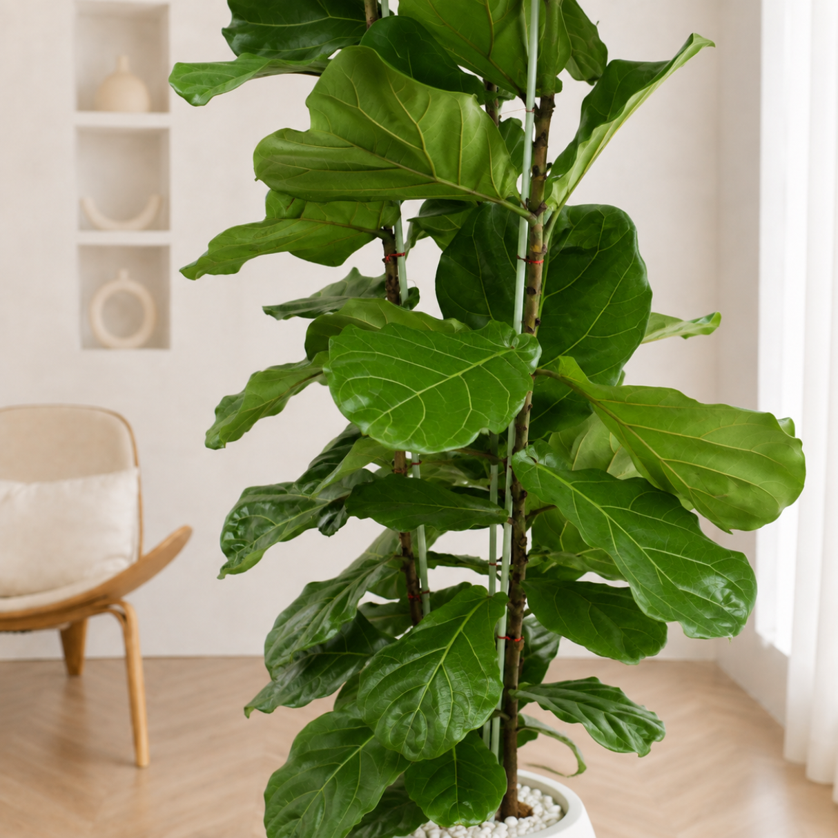 Ficus Lyrata (Fiddle Leaf Fig 琴叶榕) in Ceramic Pot (200cm)