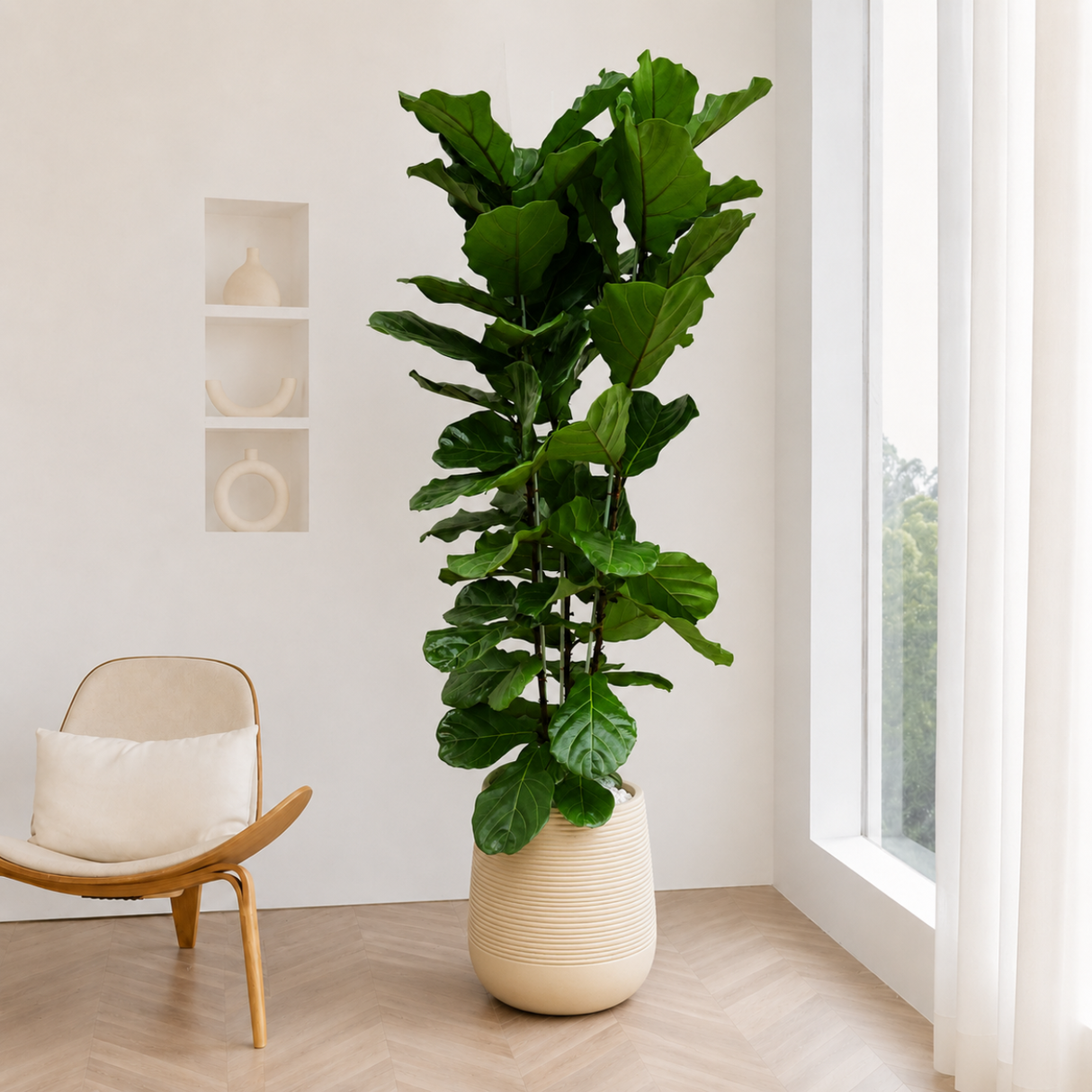 Ficus Lyrata (Fiddle Leaf Fig 琴叶榕) in Ceramic Pot (200cm)