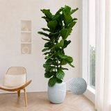 Ficus Lyrata (Fiddle Leaf Fig 琴叶榕) in Ceramic Pot (200cm)