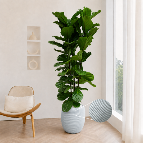 Ficus Lyrata (Fiddle Leaf Fig 琴叶榕) in Ceramic Pot (200cm)