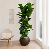 Ficus Lyrata (Fiddle Leaf Fig 琴叶榕) in Ceramic Pot (200cm)