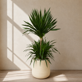 Dracaena Draco (Dragon Tree) in Ceramic Pot (150cm)
