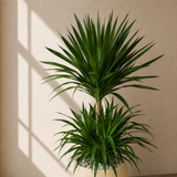 Dracaena Draco (Dragon Tree) in Ceramic Pot (150cm)