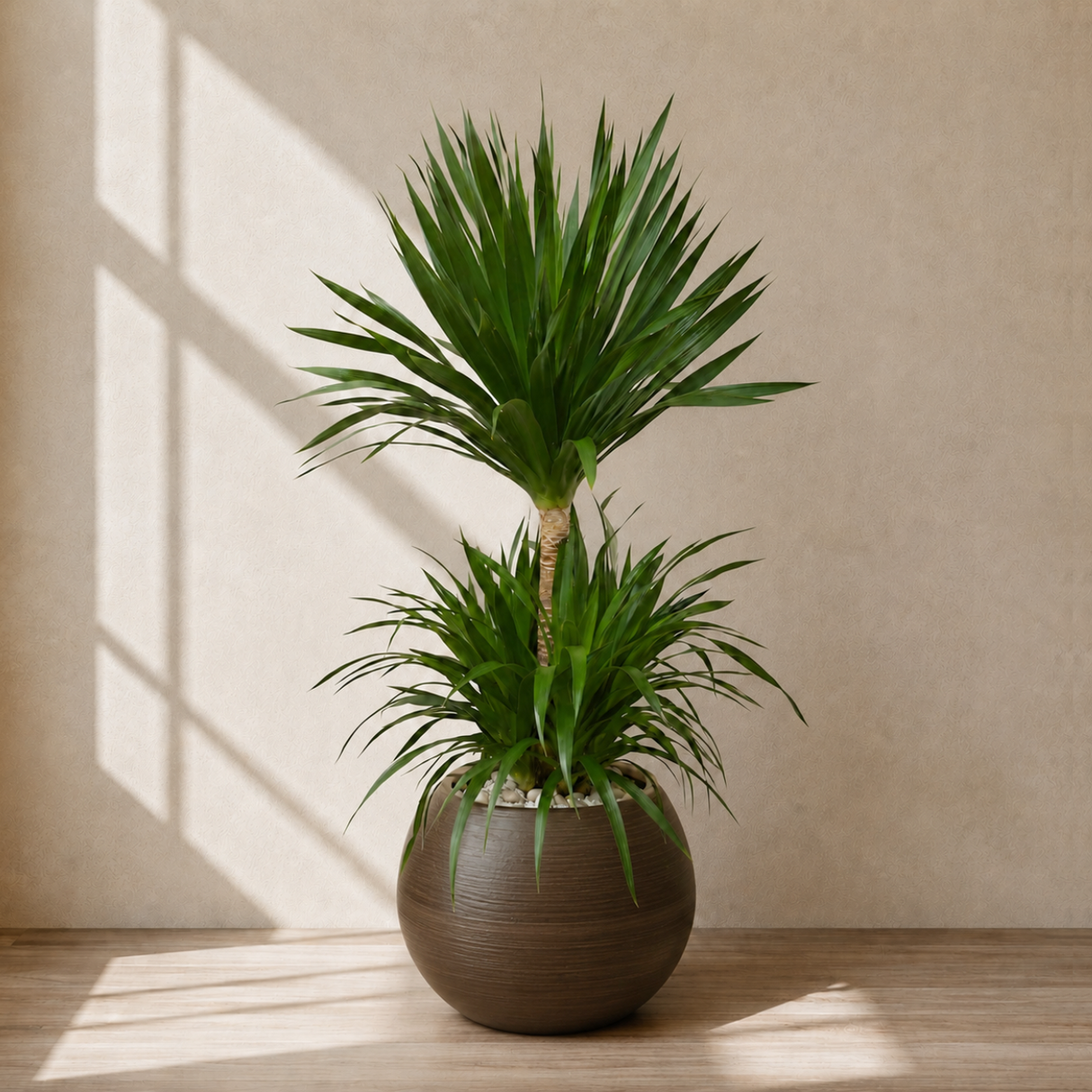 Dracaena Draco (Dragon Tree) in Ceramic Pot (150cm)