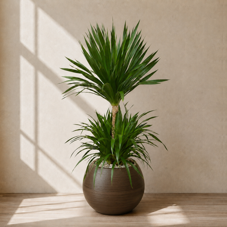 Dracaena Draco (Dragon Tree) in Ceramic Pot (150cm)