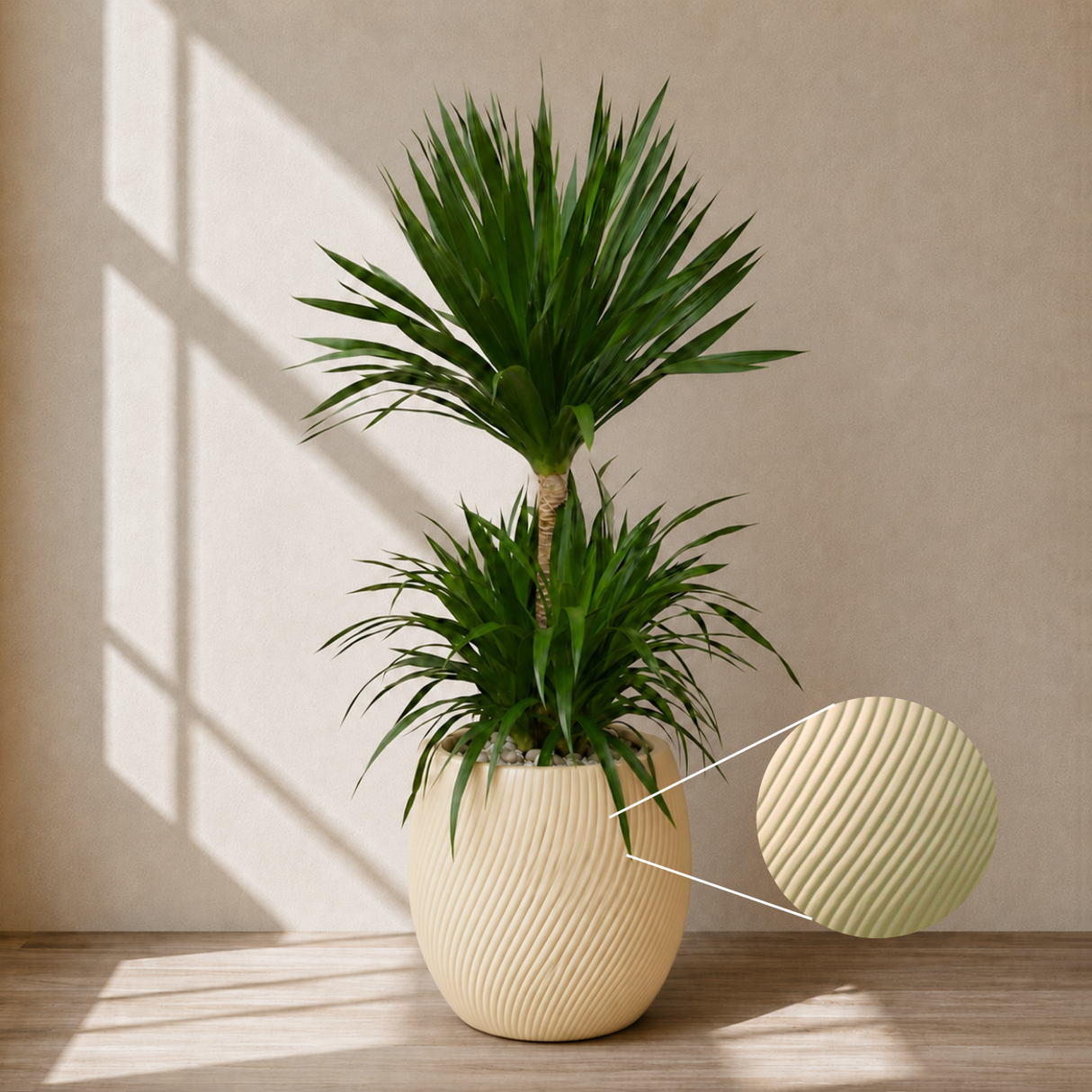 Dracaena Draco (Dragon Tree) in Ceramic Pot (150cm)