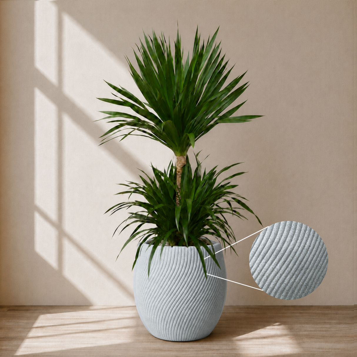 Dracaena Draco (Dragon Tree) in Ceramic Pot (150cm)