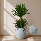 Dracaena Draco (Dragon Tree) in Ceramic Pot (150cm)