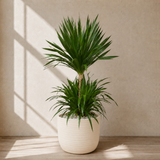 Dracaena Draco (Dragon Tree) in Ceramic Pot (150cm)