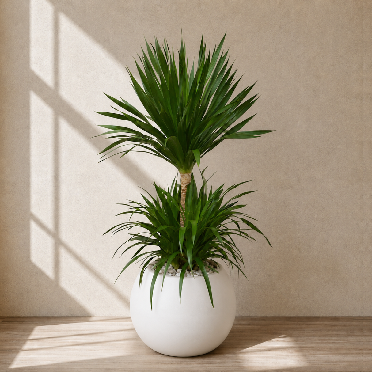 Dracaena Draco (Dragon Tree) in Ceramic Pot (150cm)
