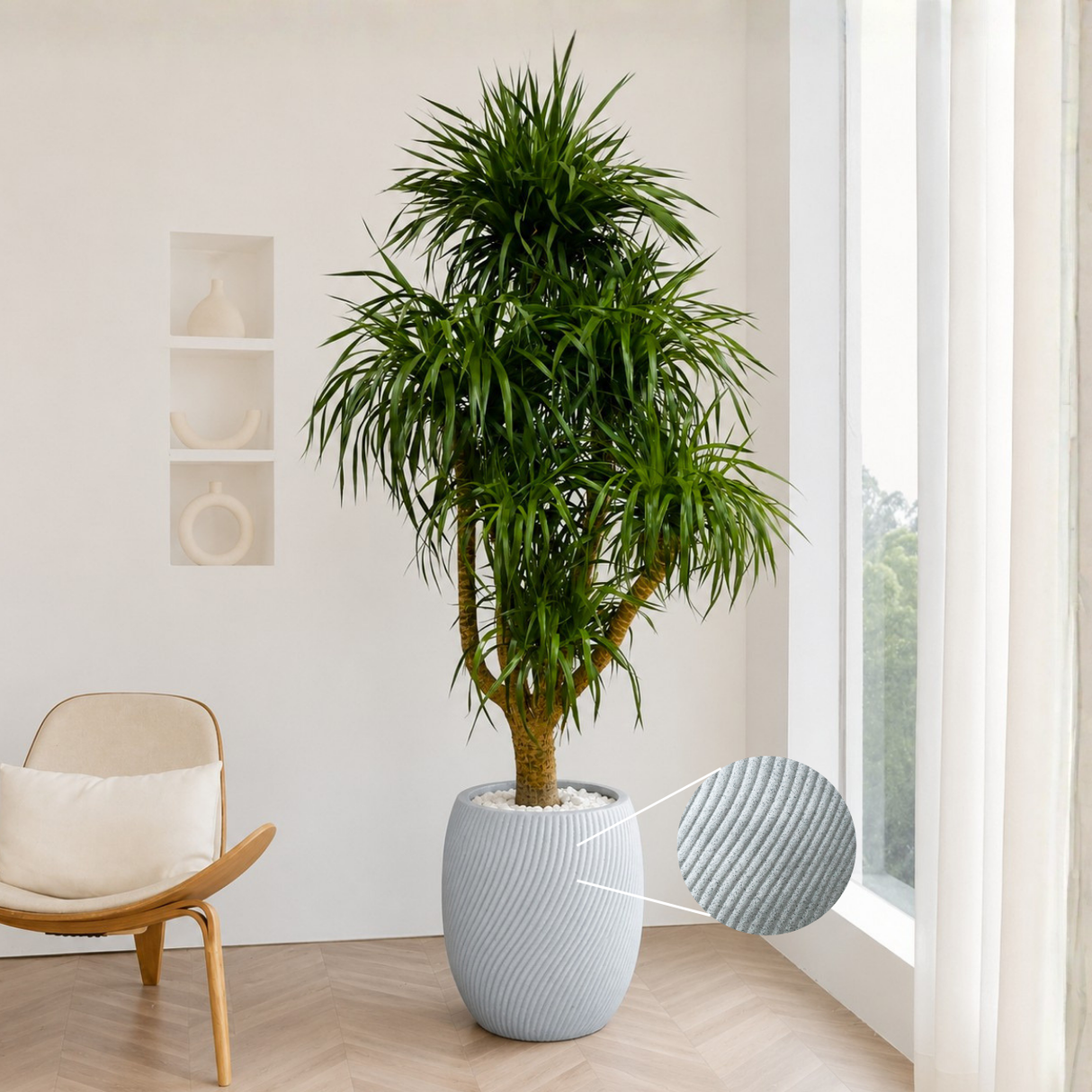 Dracaena Draco (Dragon Tree) in Ceramic Pot (210cm)