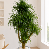Dracaena Draco (Dragon Tree) in Ceramic Pot (210cm)