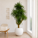 Dracaena Draco (Dragon Tree) in Ceramic Pot (210cm)