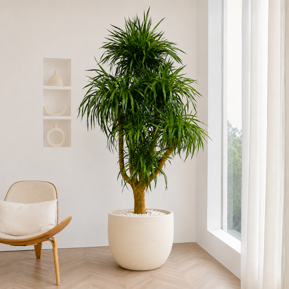 Dracaena Draco (Dragon Tree) in Ceramic Pot (210cm)